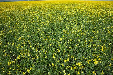 《Mirror 2：Project Z》更名《新星岛物语》 12月20日发售