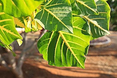 开放世界生存制作《尼莫伊德-生存沙盒》现已登录Steam平台 10月推出抢先体验版